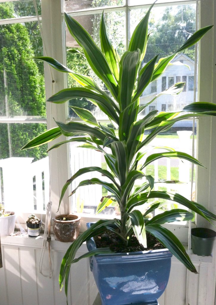 The best light for indoor plants. 