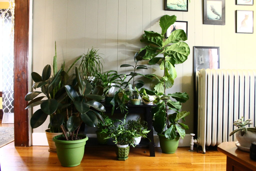 The best light for indoor plants. 