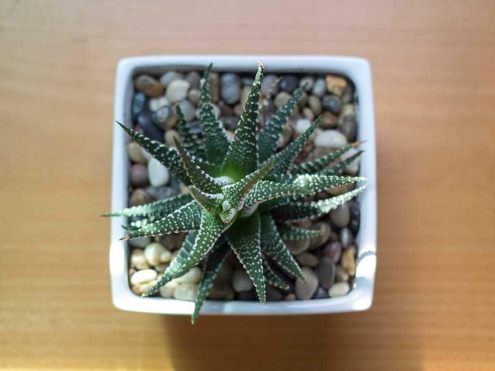 Haworthia