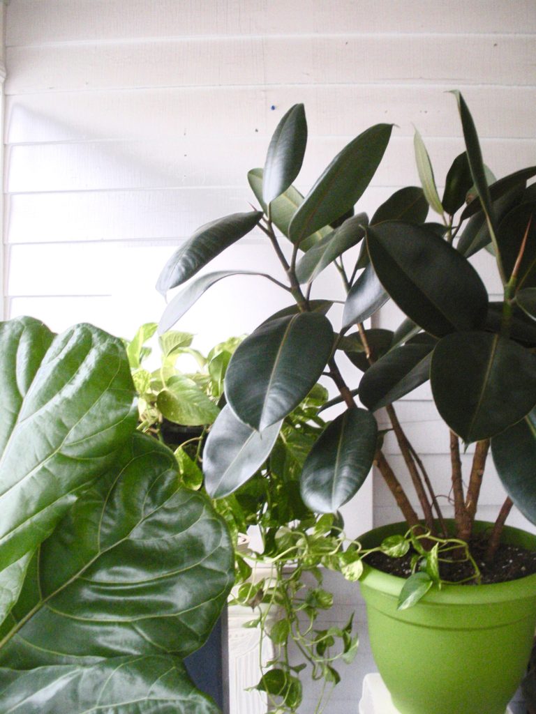 Plants on porch