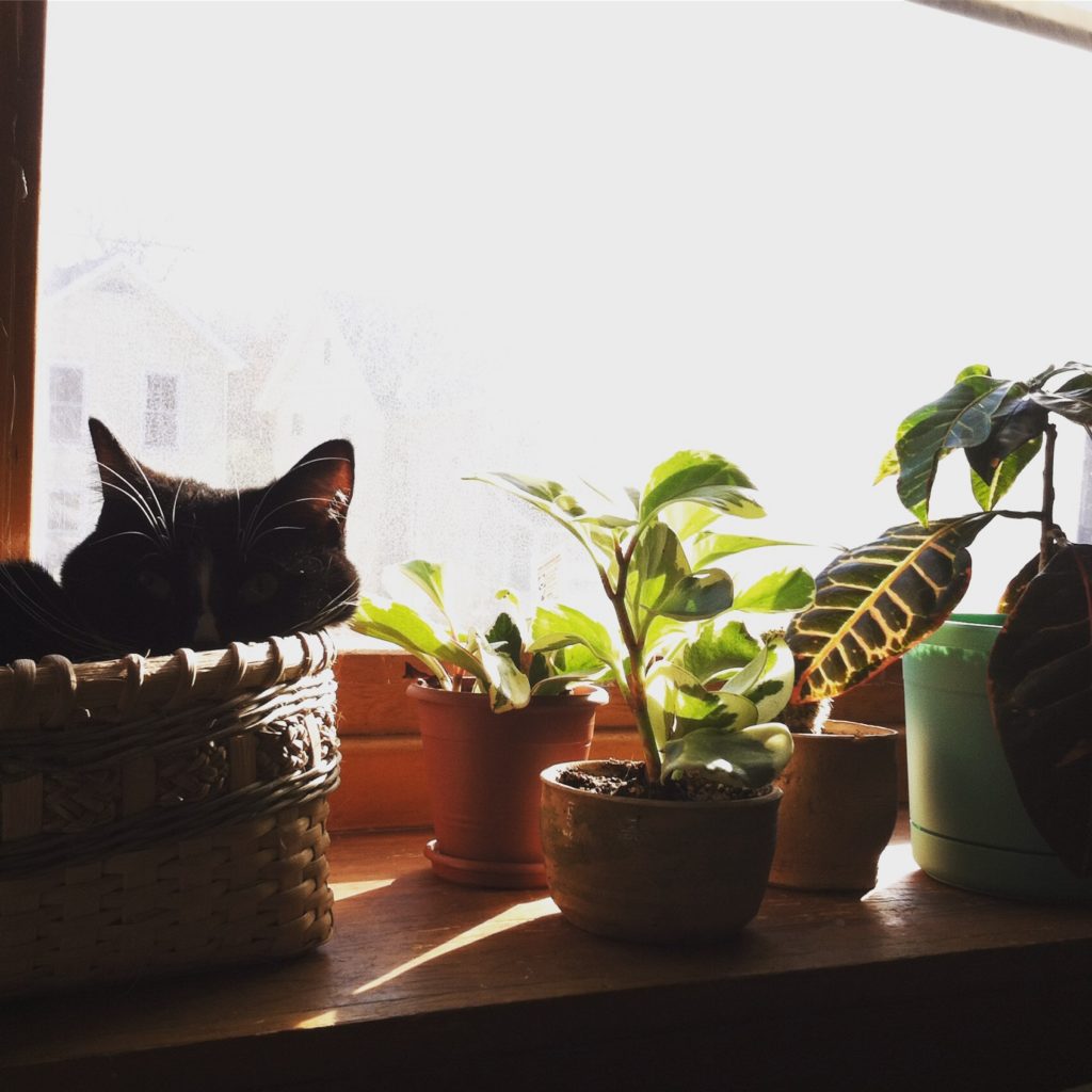 Cats and plants sunbathing. 