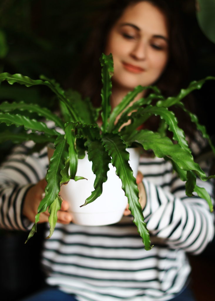 Birds Nest Fern : Pet Safe Houseplants