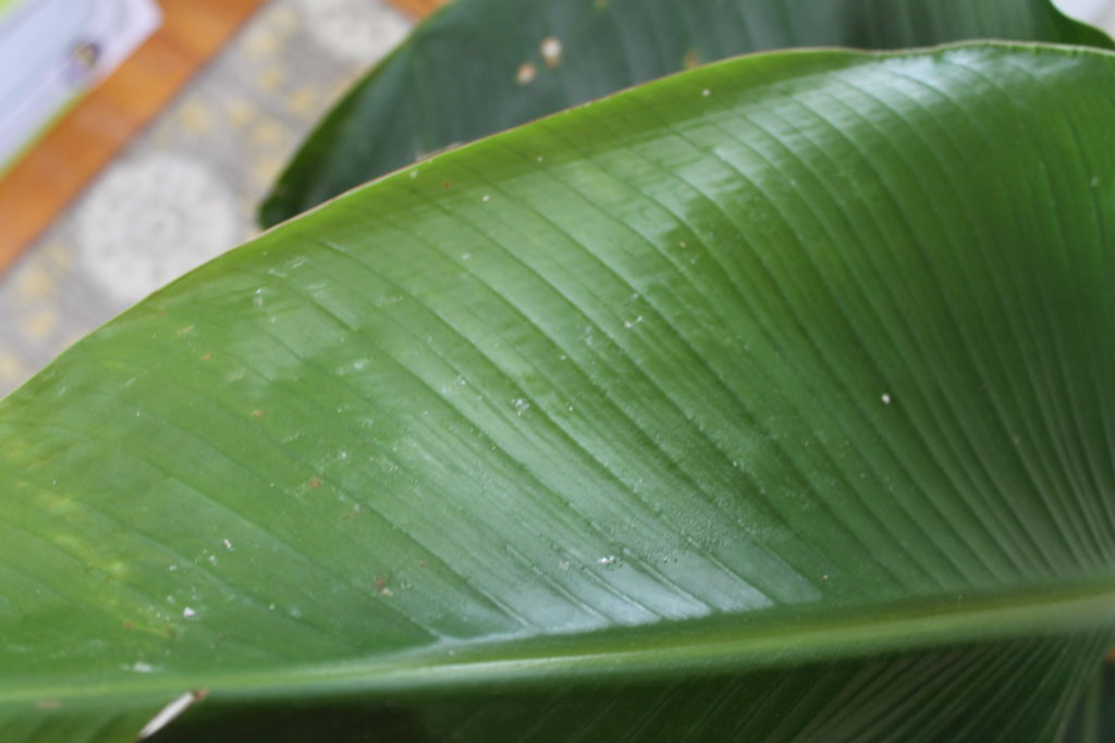 Mealybug pests on Bird of Paradise