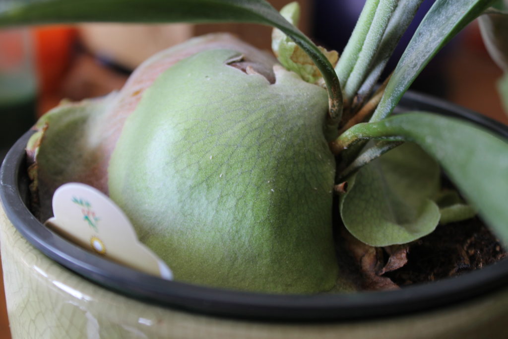 White Scale on Staghorn Fern