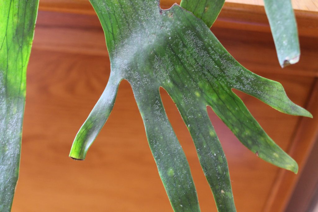 Scale pest damage on Staghorn fern.