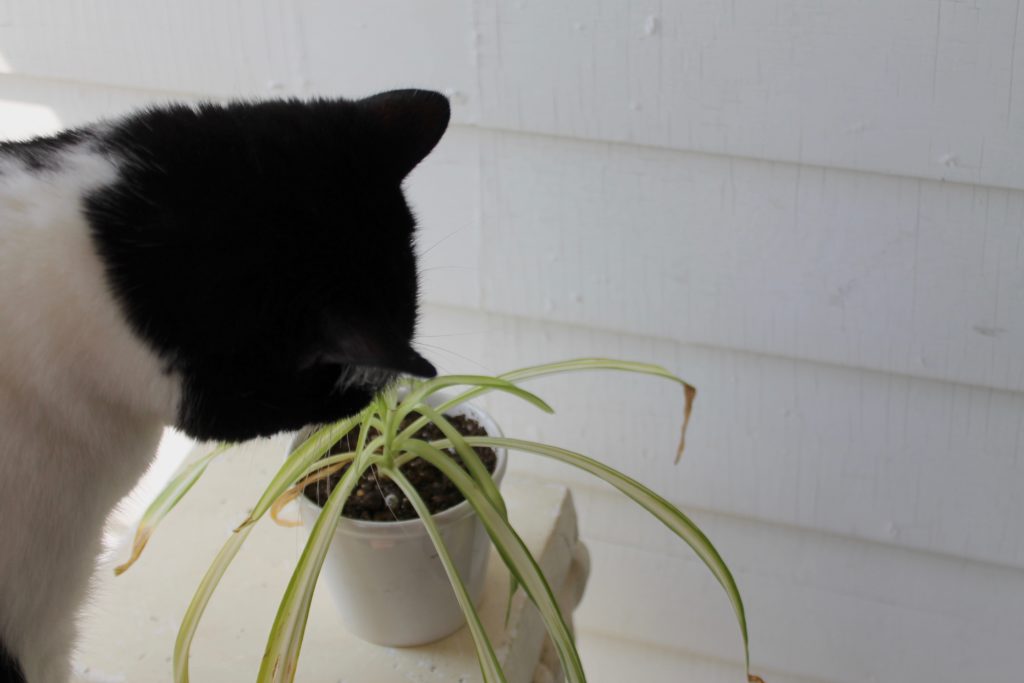 five-pet-safe-houseplants-for-spring-leaf-and-paw