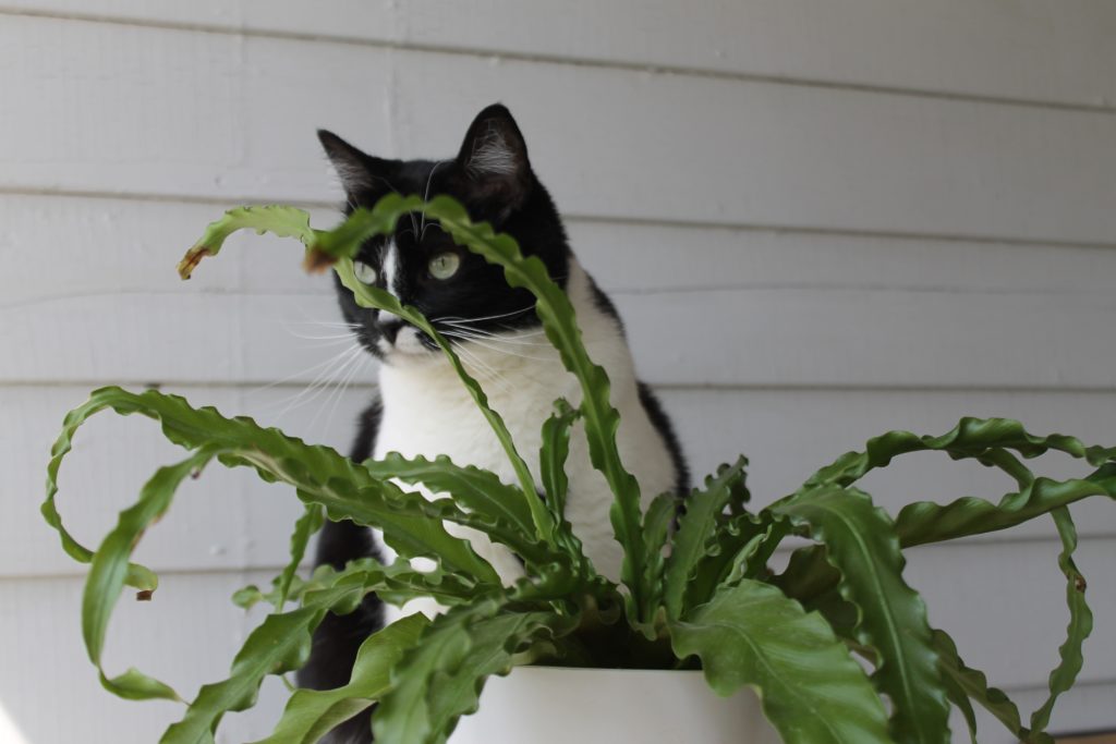 Fern : Pet Safe Houseplants