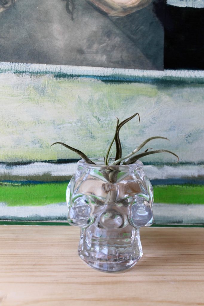 Air Plant : Pet Safe Houseplants