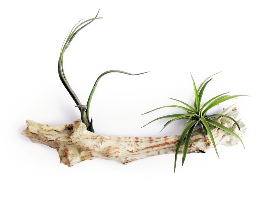 Air Plants : Pet Safe Houseplants