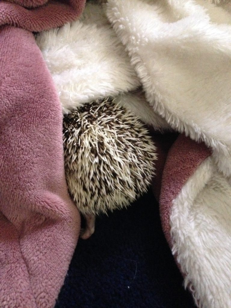 Henrietta the Hedgehog 