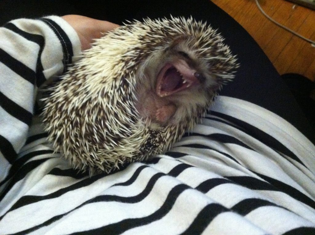Hedgehog yawn!