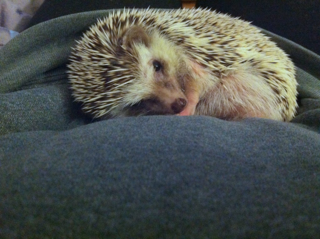Henrietta the Hedgehog 