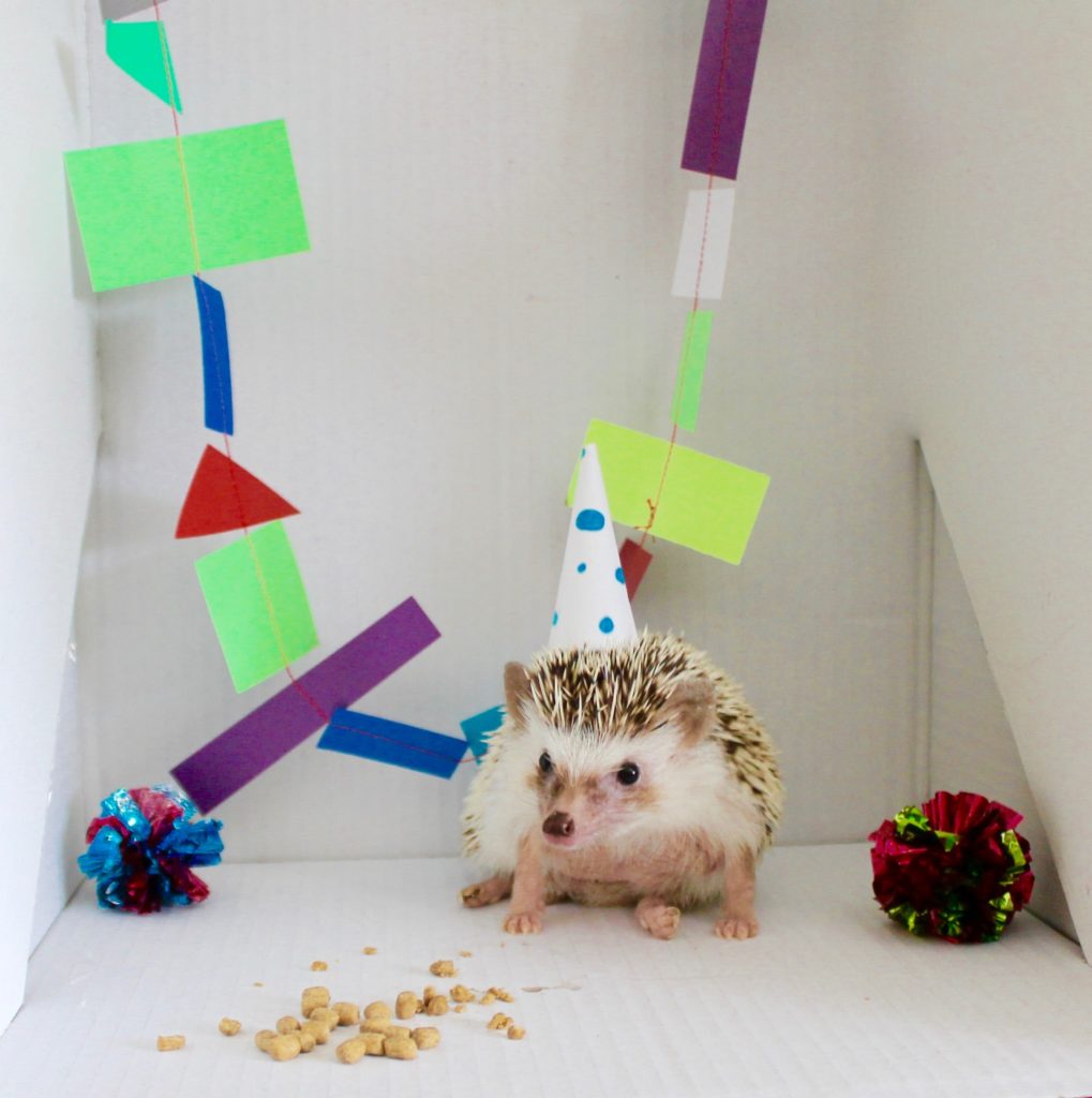 Hedgehog birthday party hat