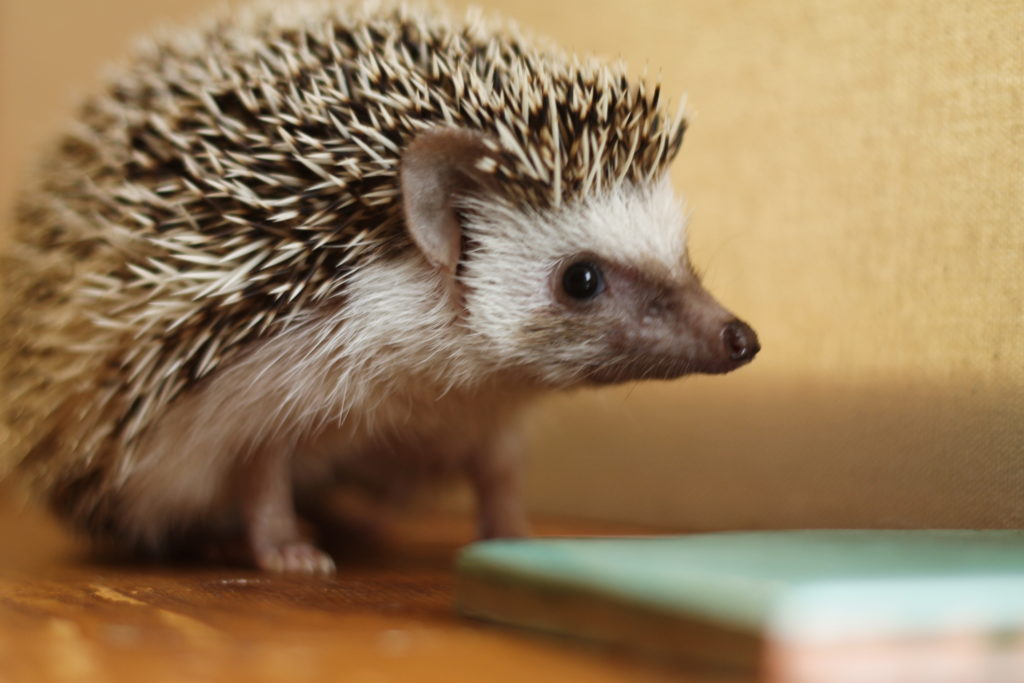 Henrietta the Hedgehog 