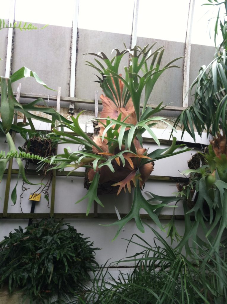 Staghorn Fern: Leaf and Paw