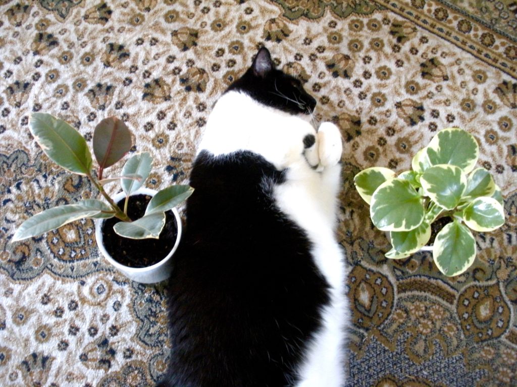 Cats and Plants 