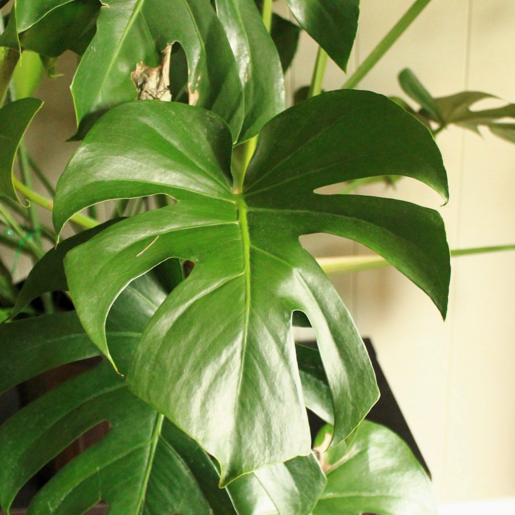 A Tropicool Cat Oasis 🌴🌞 Leaf and Paw