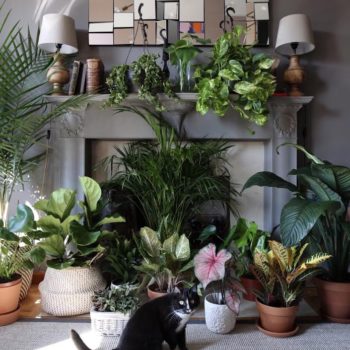 Pet Friendly Plants Archives | Leaf and Paw Pet Friendly Plants Archives | Leaf and Paw