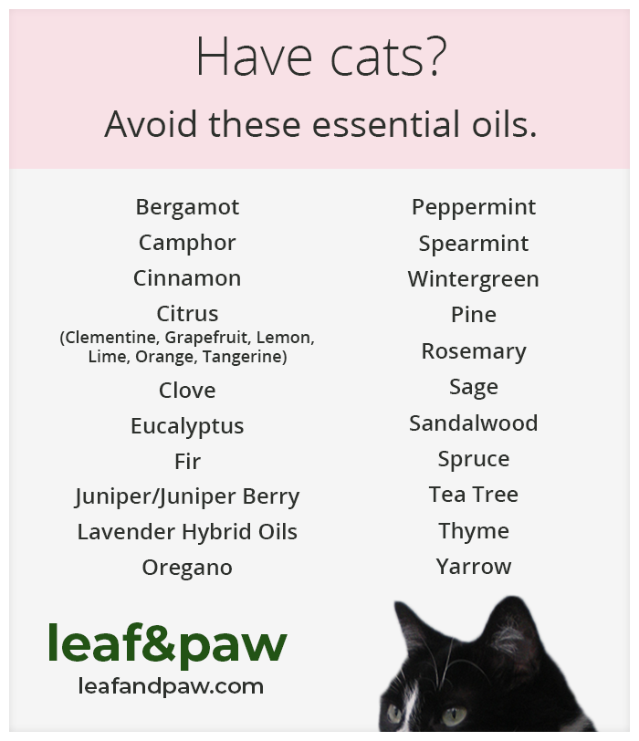 Are Essential Oils Toxic to Cats? | Leaf and Paw