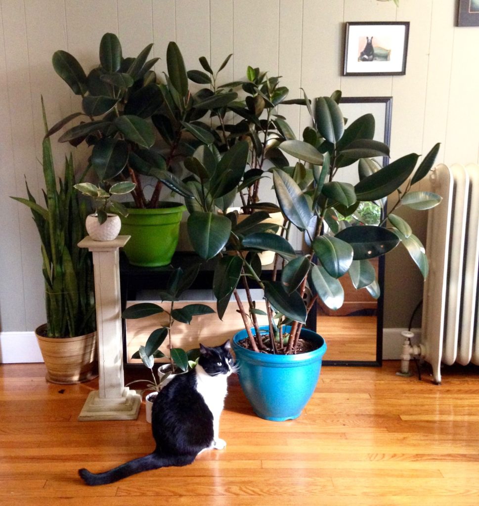 Plant Portrait The Rubber Tree Leaf And Paw