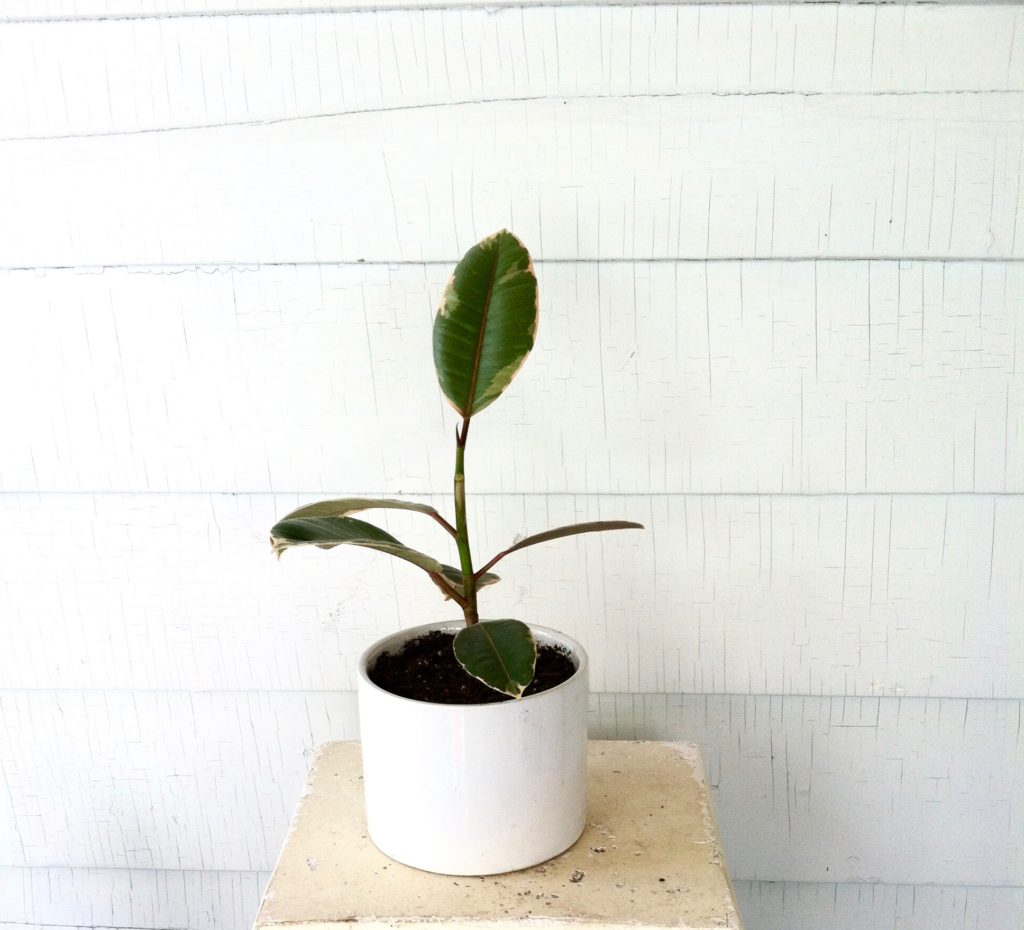 Propagated Ficus Elastica