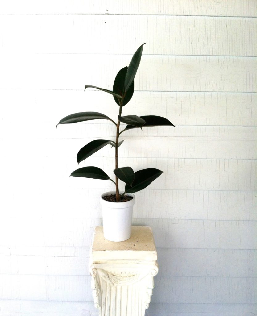 Plant Portrait The Rubber Tree Leaf And Paw