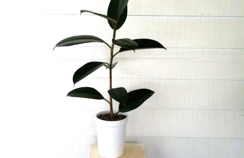 Plant Portrait The Rubber Tree Leaf And Paw