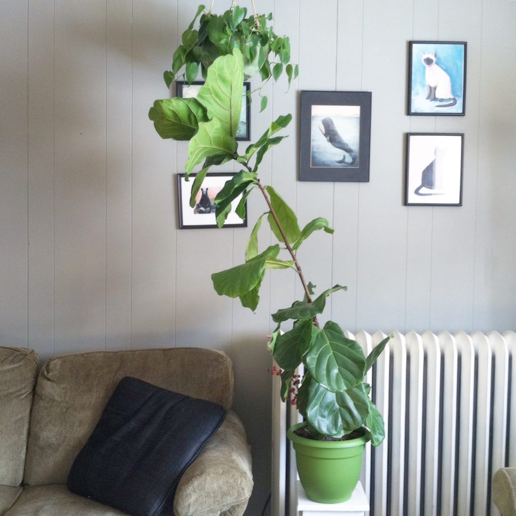 dwarf fiddle leaf fig cats