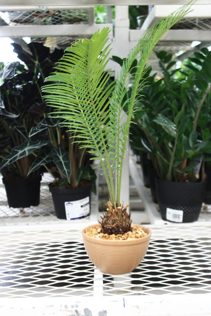 5 Poisonous Plants to Pets - Sago Palm