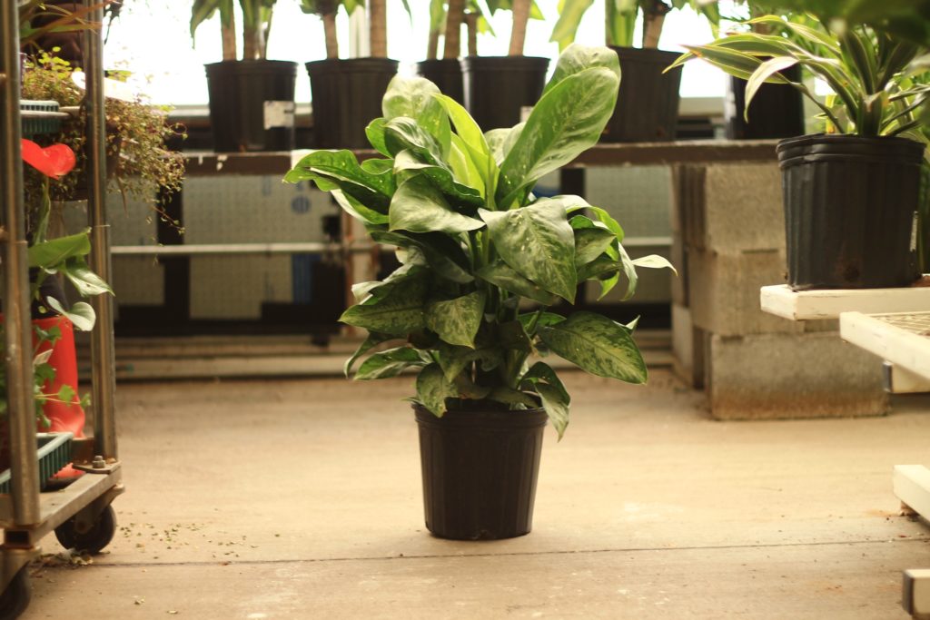 Dieffenbachia - Toxic Plants to Pets