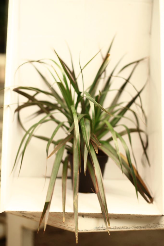 Toxic plants to pets - Dracaena