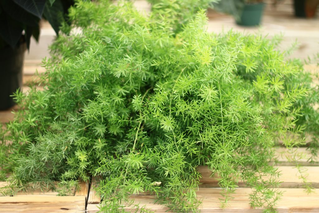 Asparagus Fern - Toxic Plants to Pets