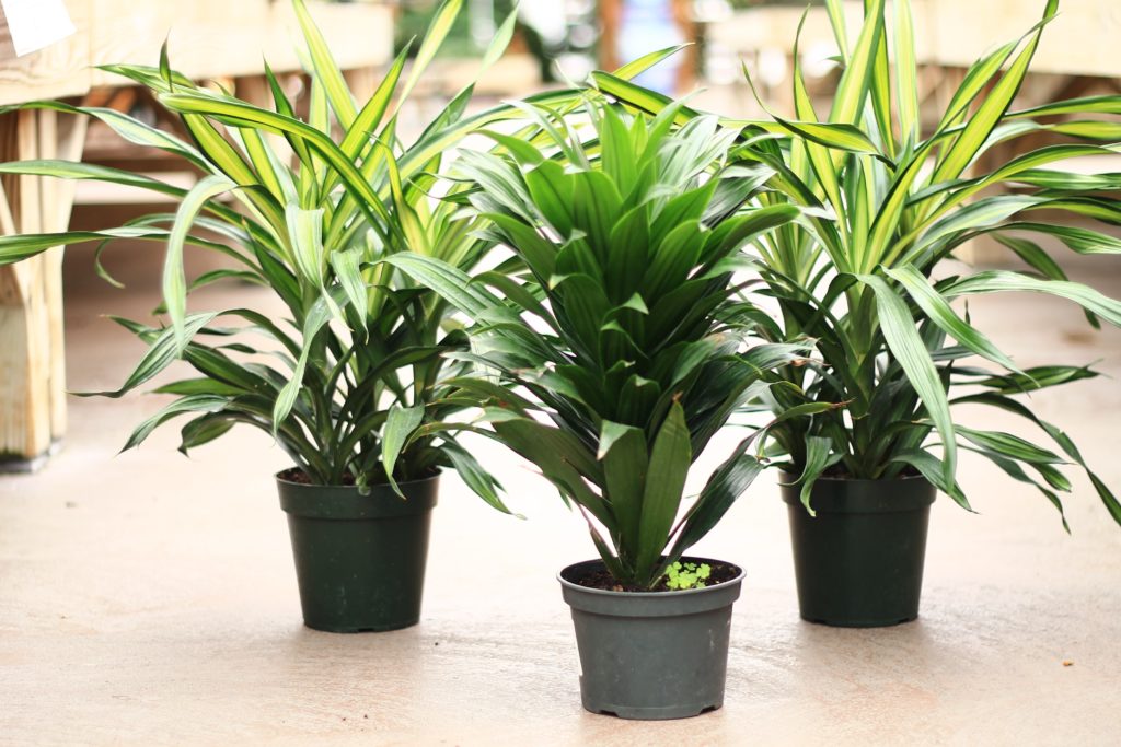 Dracaena  - Toxic to Pets