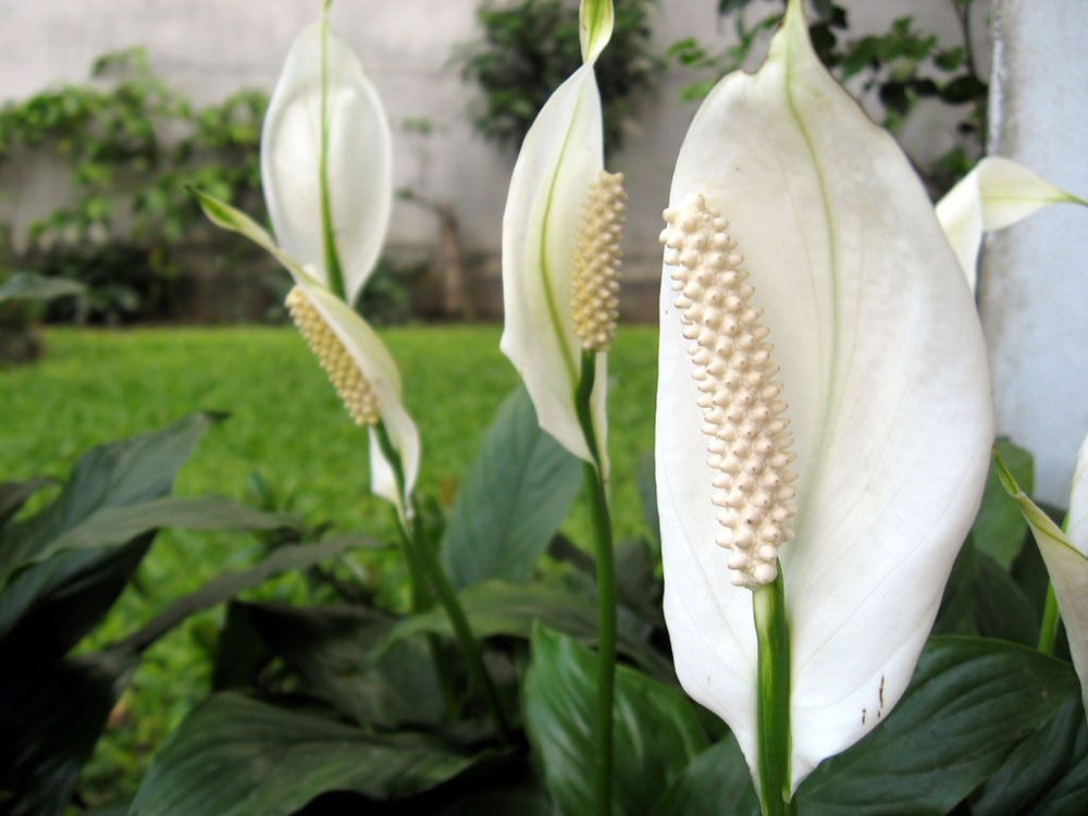 Lily - Toxic Plants to Pets