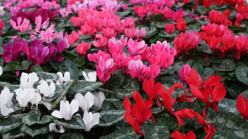 Cyclamen  - Toxic to Pets