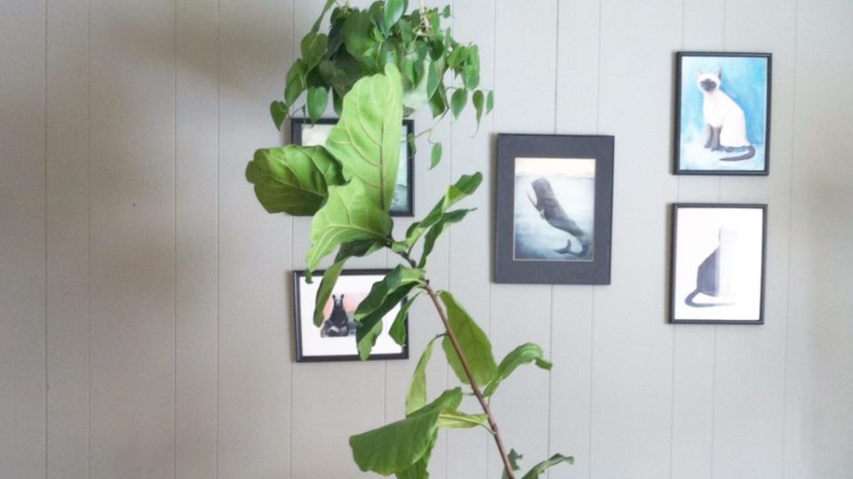 Finding Light for Your Indoor Plants