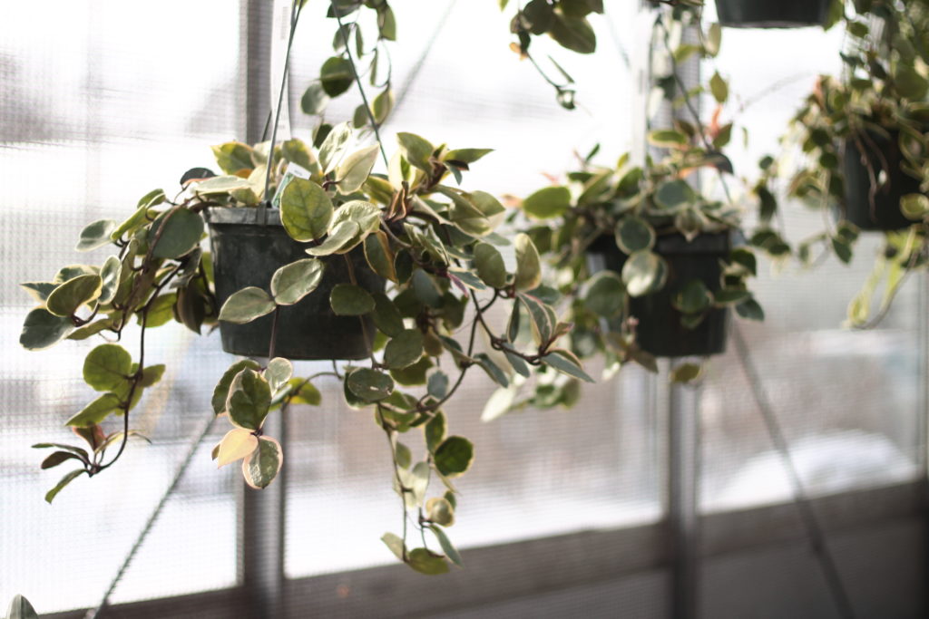 Hoya: Pet Safe Houseplants