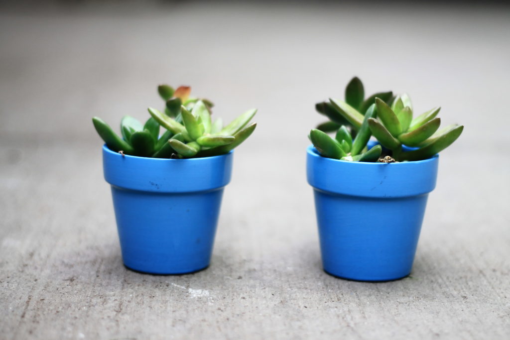 Succulents: Pet Safe Houseplants