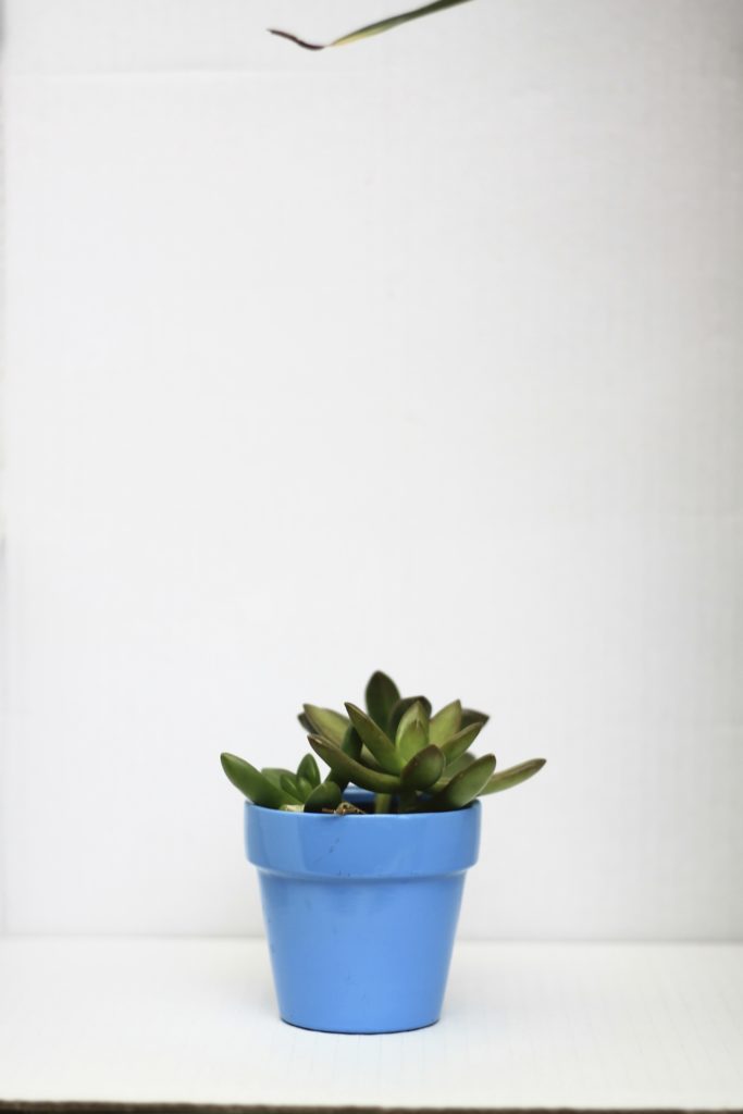 Succulents - Pet safe houseplants