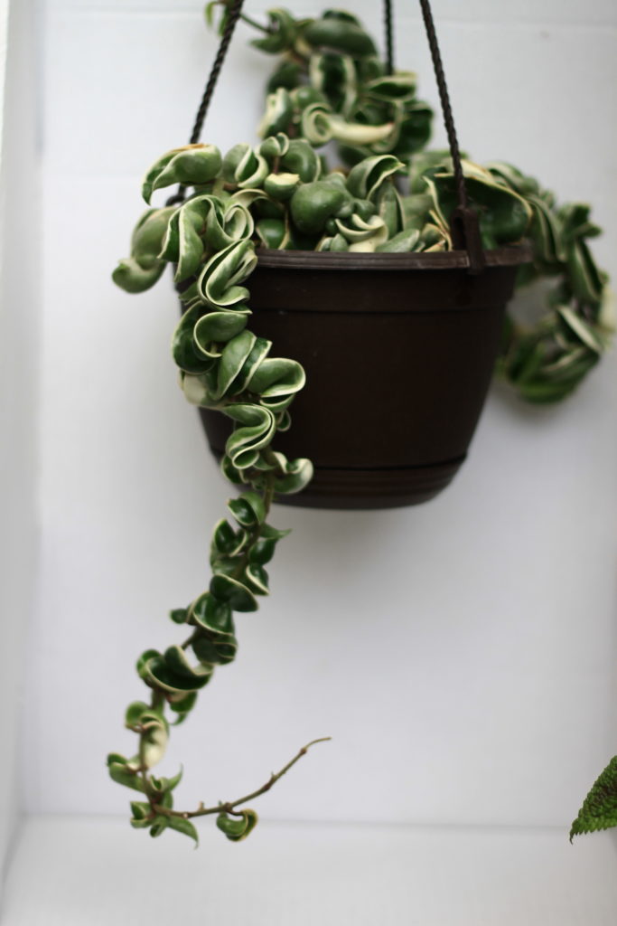 Hoya :: 5 Minimalist Indoor Plants Safe for Pets