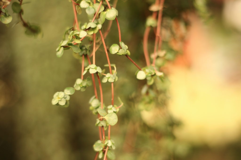 Creeping Charlie: Pet Safe Houseplants