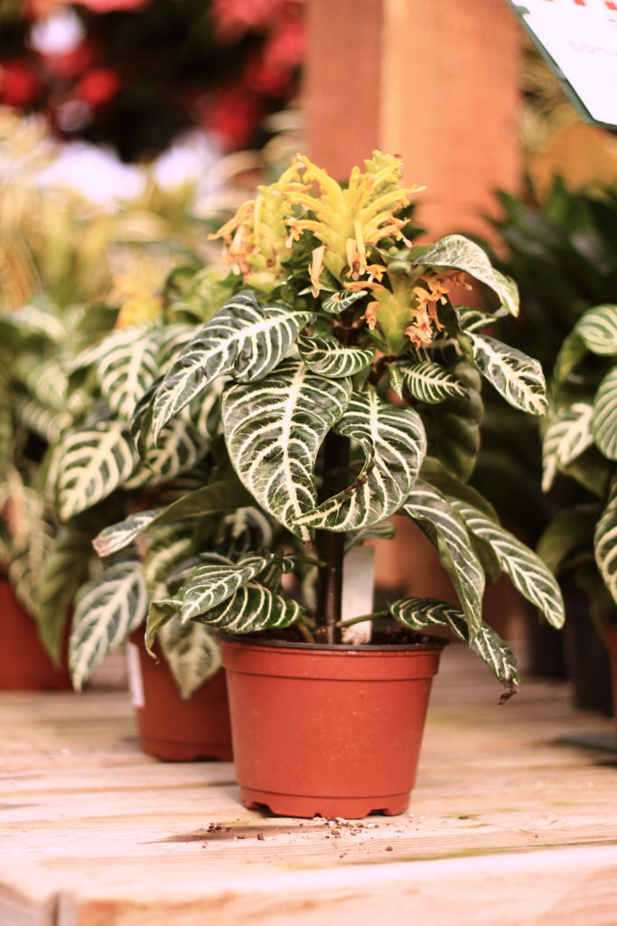 Zebra Plant :: 5 Minimalist Indoor Plants Safe for Pets