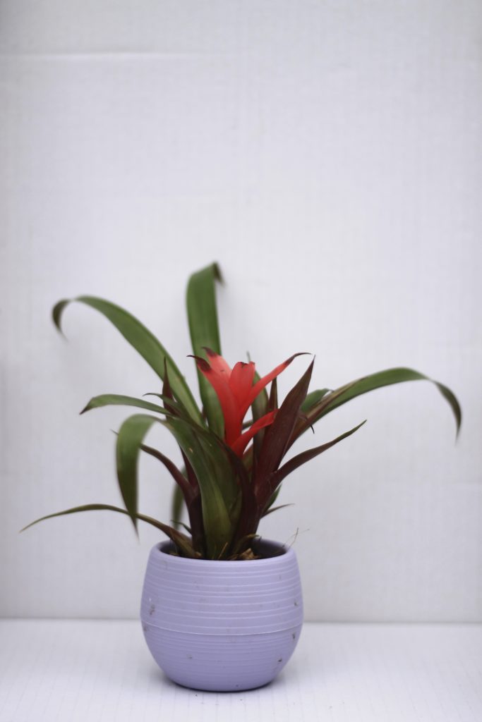 Bromeliad: Pet Safe Houseplants