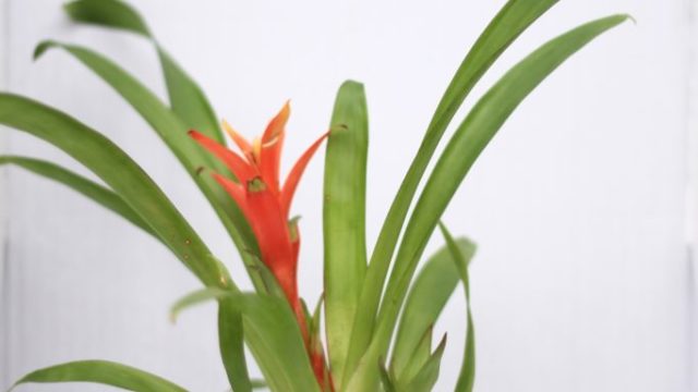 Bromeliad :: 5 Minimalist Indoor Plants Safe for Pets