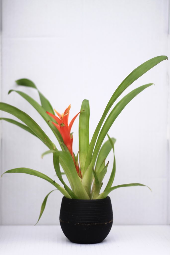 is bromeliad toxic to dogs