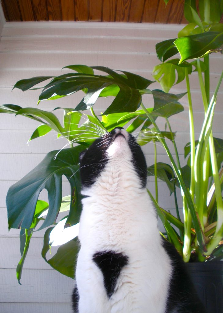 Plant Portrait Monstera Deliciosa Leaf And Paw