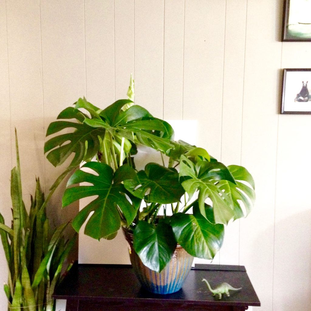 Plant Portrait Monstera Deliciosa Leaf And Paw