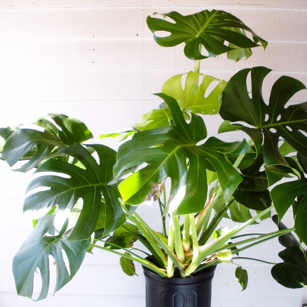 Plant Portrait: Monstera Deliciosa - Leaf and Paw