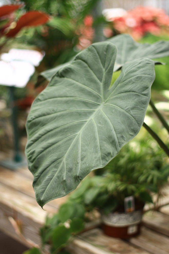 Giant Philodendron