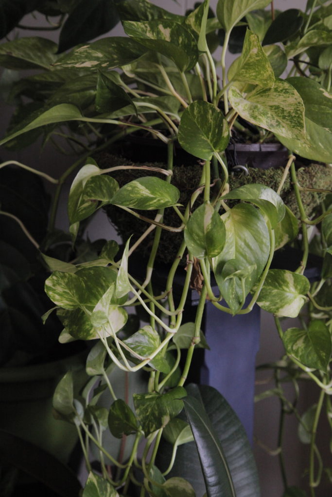 Pothos from a Cutting